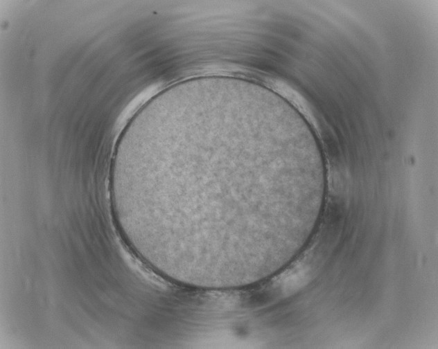 X0000070370954200607072125