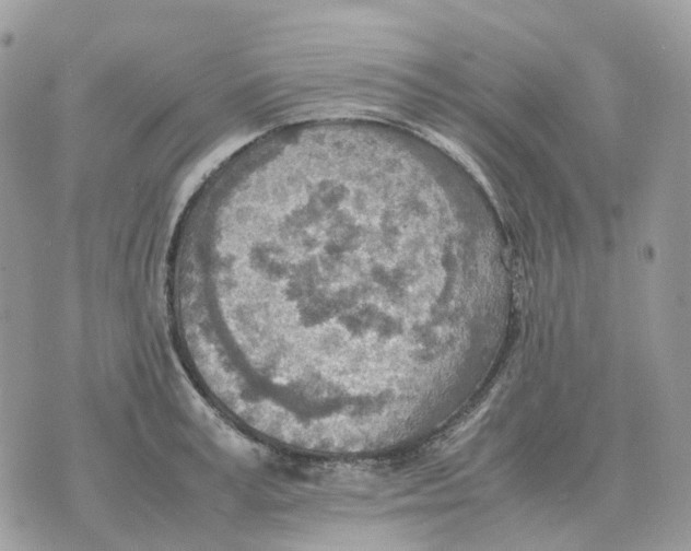 X0000070370995200607072124