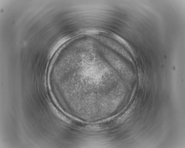 X0000070371194200607072120