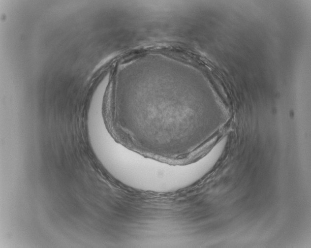 X0000070371206200607072120