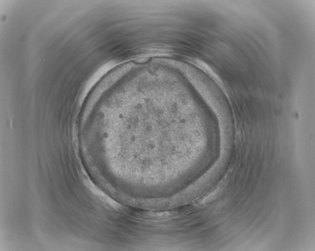 X0000070371243200607072120