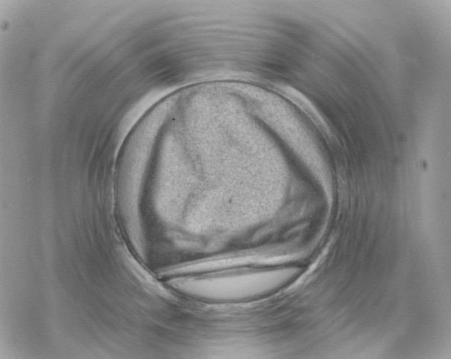 X0000070371244200607072120