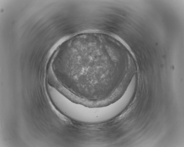 X0000070371245200607072120