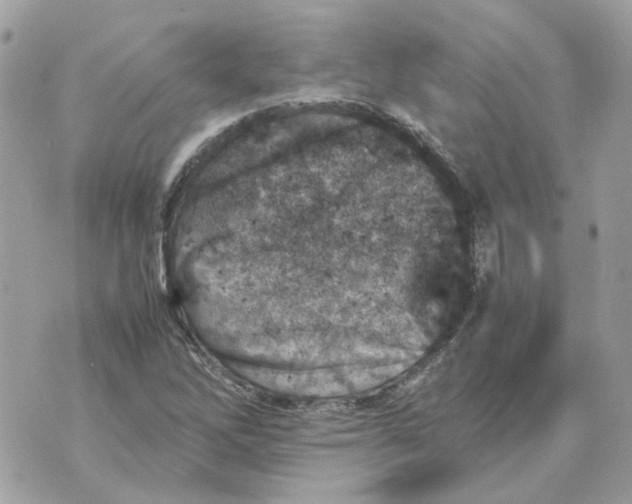 X0000070371262200607072119