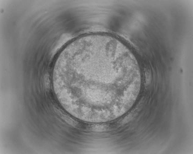 X0000070371266200607072119