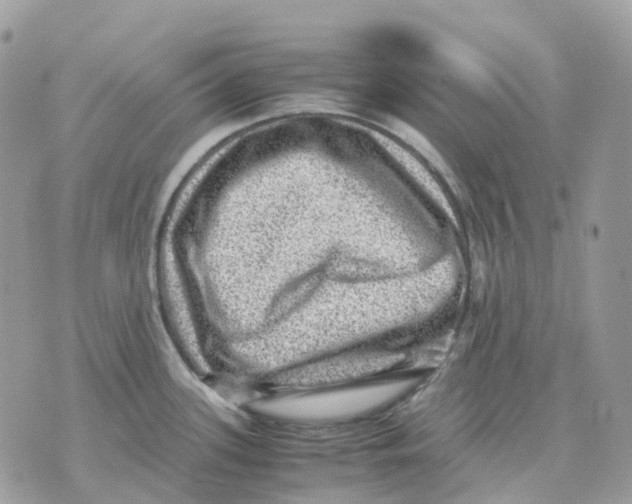 X0000070371339200607072119