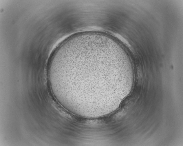 X0000070371364200607072118