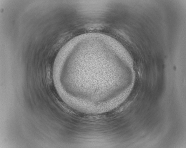 X0000070371396200607072117