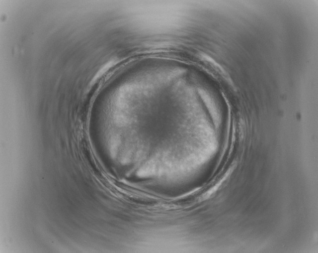 X0000070371449200607072116