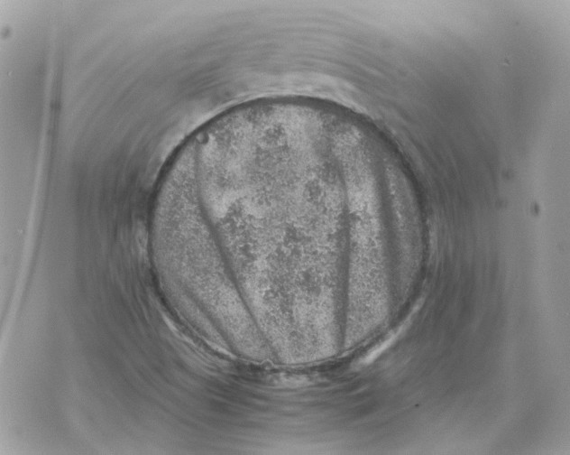 X0000070371505200607072115