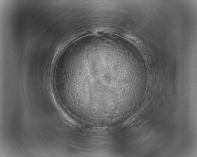 X0000070380049200606091136