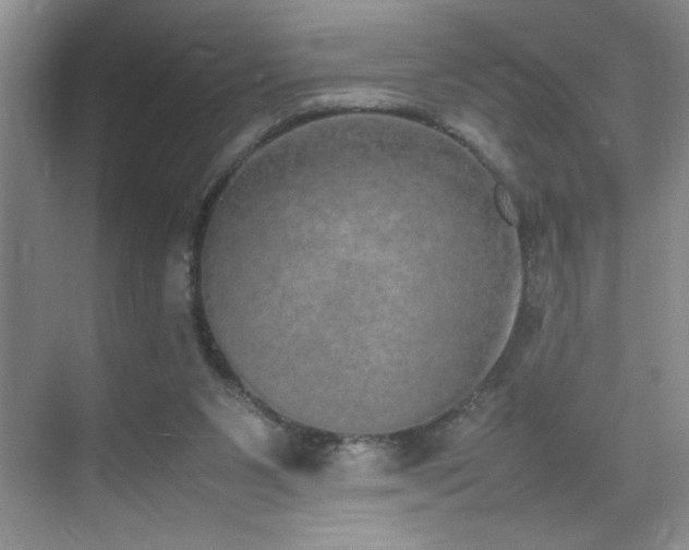 X0000070380111200606091135