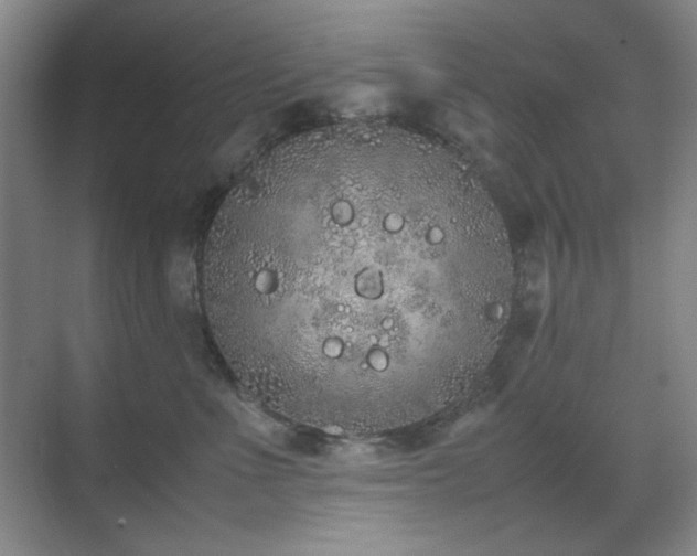 X0000070380523200606091128