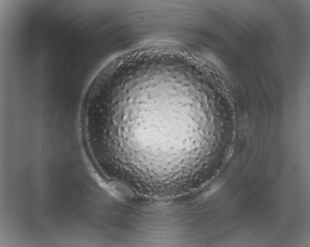 X0000070381038200606091120