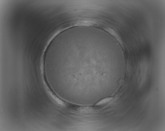 X0000070381083200606091119