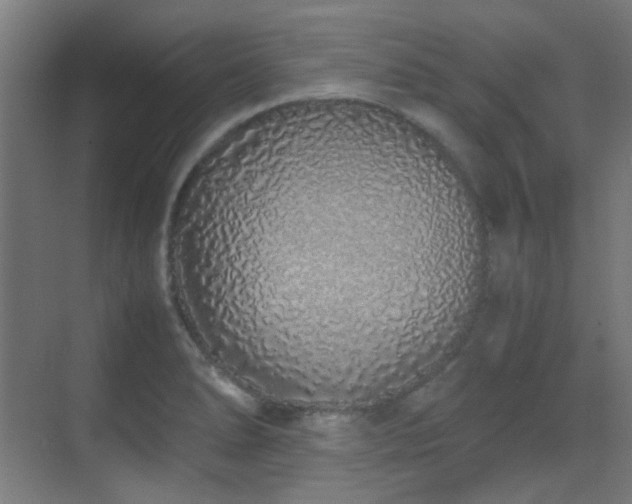 X0000070381278200606091116