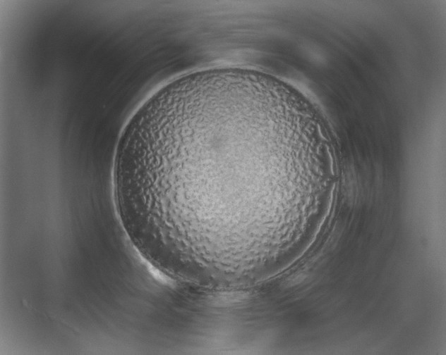X0000070381294200606091115