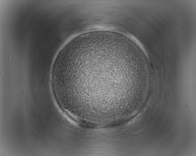 X0000070381381200606091114
