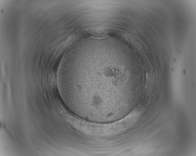 X0000070380048200606121303