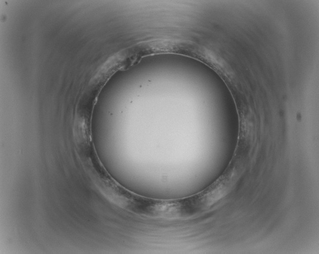 X0000070380117200606121302