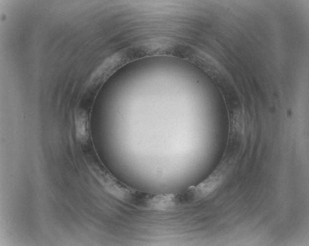 X0000070380138200606121302