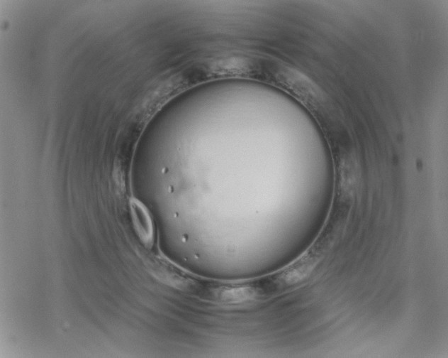 X0000070380173200606121301