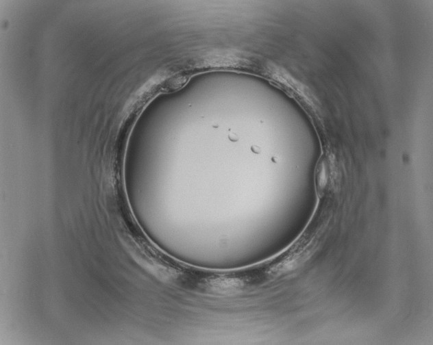 X0000070380203200606121301