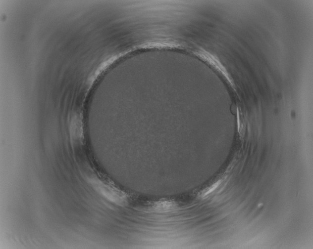 X0000070380204200606121301