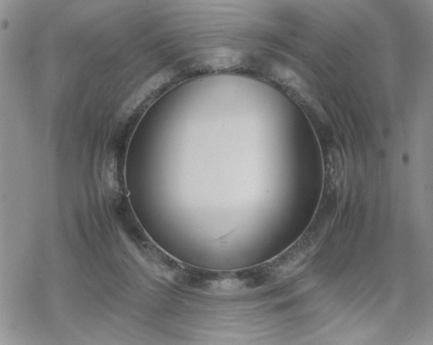 X0000070380212200606121301