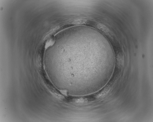 X0000070380303200606121259