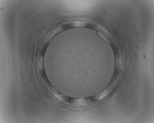 X0000070380325200606121259