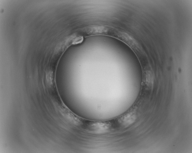 X0000070380326200606121259