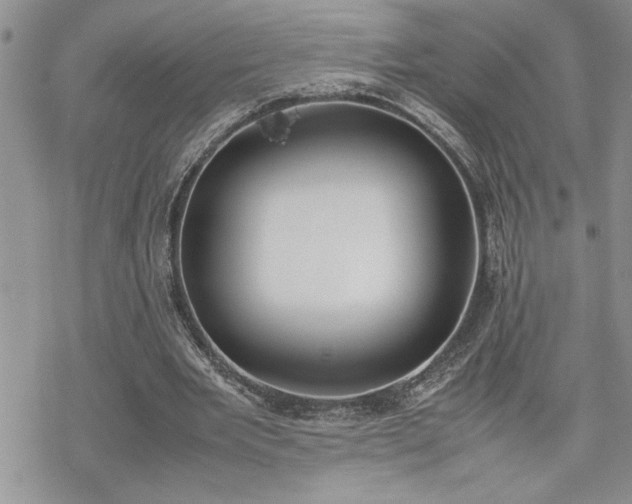 X0000070380485200606121256