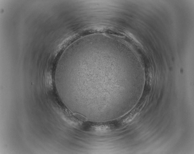 X0000070380500200606121256