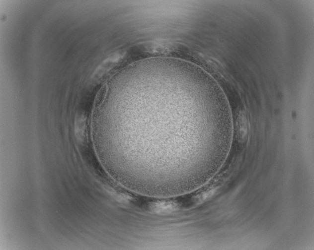 X0000070380511200606121256