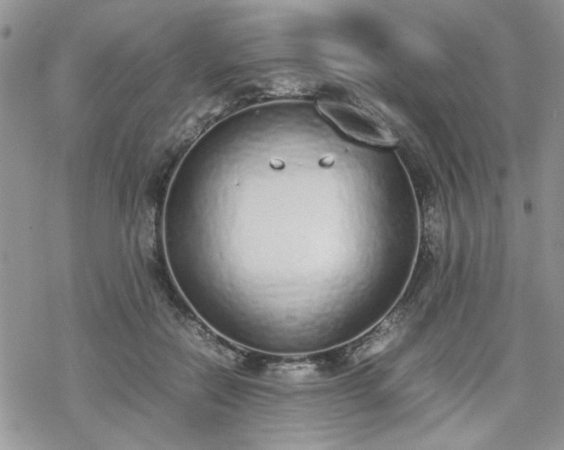 X0000070380554200606121255