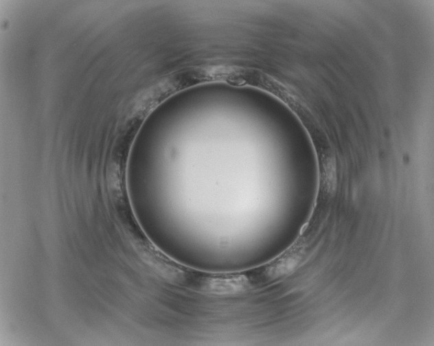 X0000070380571200606121256