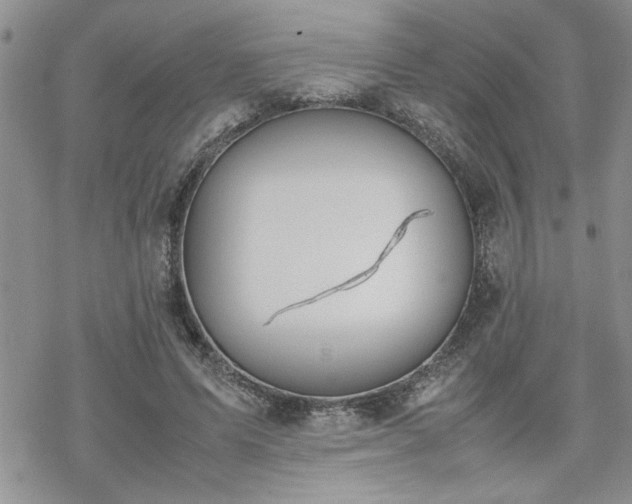 X0000070380591200606121255