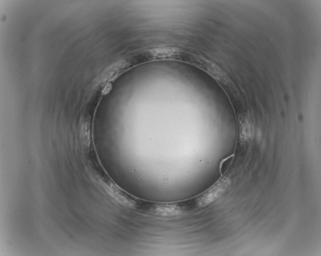 X0000070380666200606121254