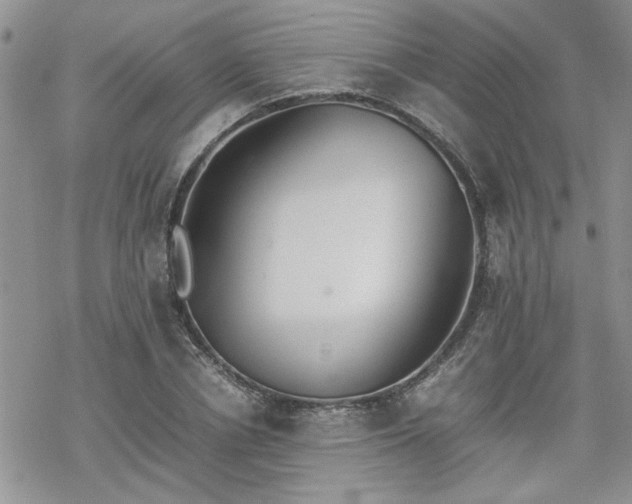 X0000070380834200606121250