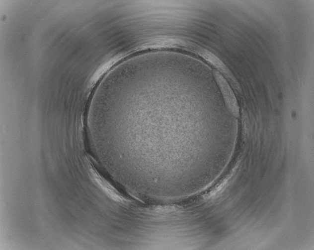 X0000070380842200606121251