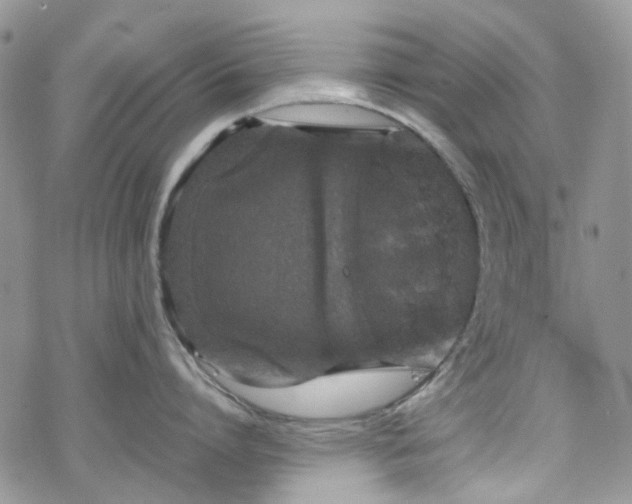 X0000070380864200606121251