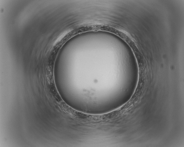 X0000070380871200606121250