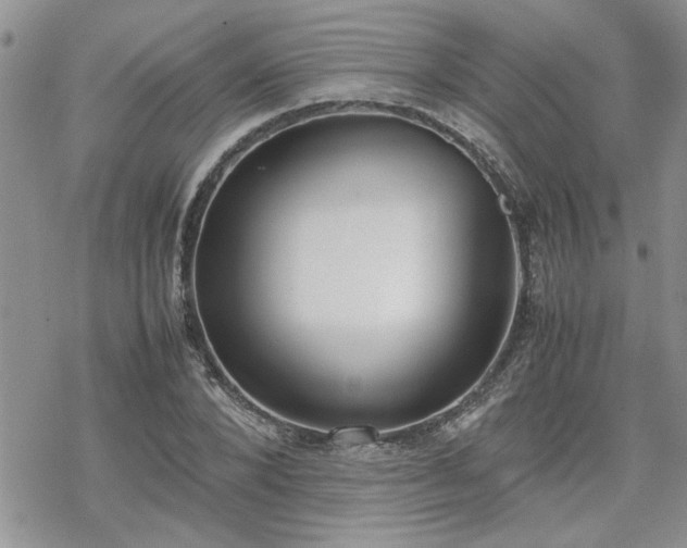 X0000070380880200606121250