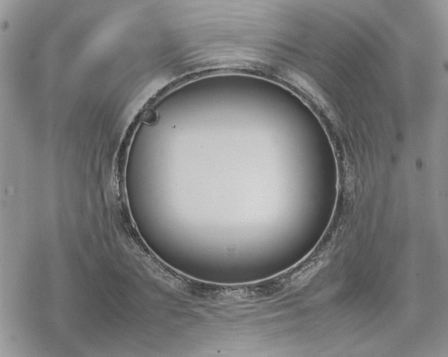 X0000070380883200606121250