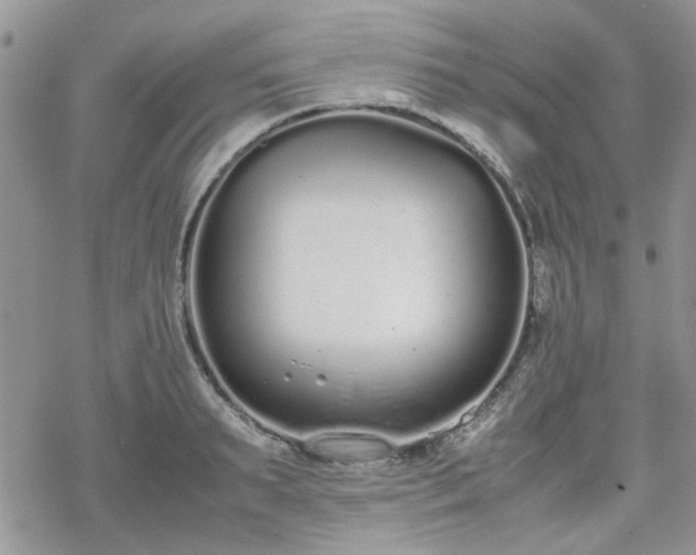 X0000070380895200606121250