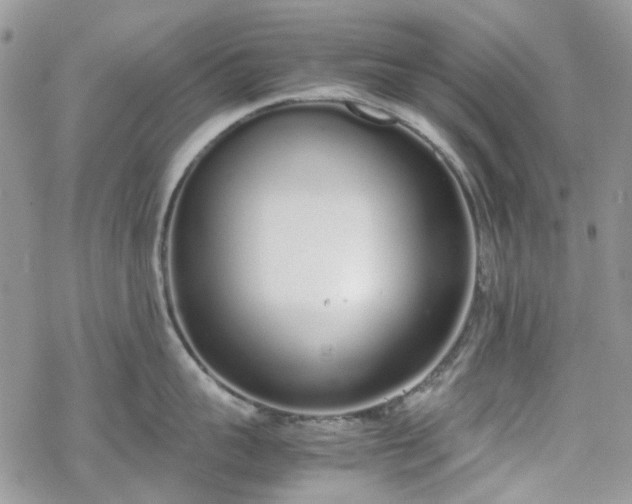 X0000070380959200606121249