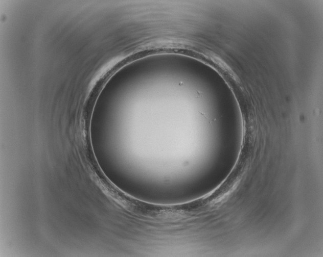 X0000070380981200606121248