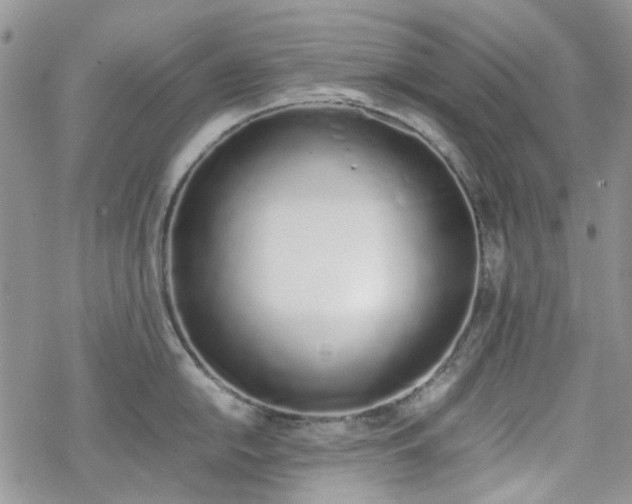 X0000070381054200606121248