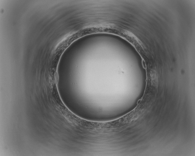 X0000070381064200606121247